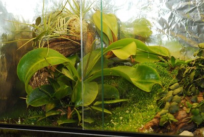 dsc_8636_Terrarium.jpg
