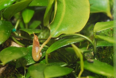 dsc_8638_N_bxs.jpg