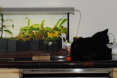 dsc_8641_TL_Terrarium.jpg
