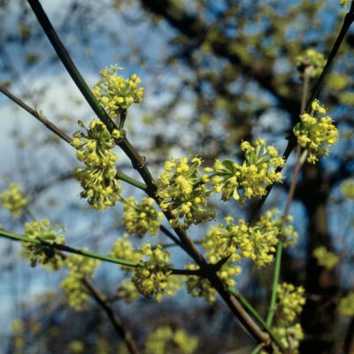 Kornelkirschen-Hecken2682.jpg