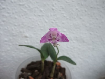 DSCF1735.JPG