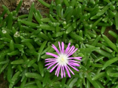 PICT0206.JPG