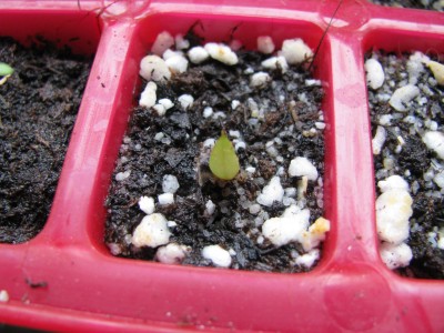 Aloe Keimling.jpg