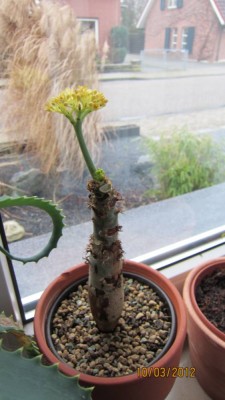 jatropha podagrica von Anne.jpg