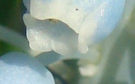 Frühling 2012.jpg