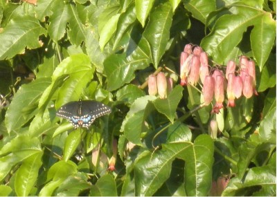schmetterling.jpg
