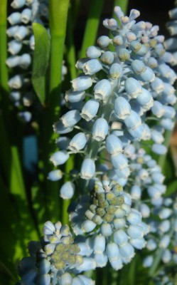 Traubenhyazinthe.jpg