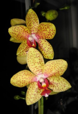 Sommersprossenphal_0415.jpg