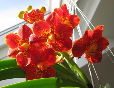 New Spotty_0408.jpg