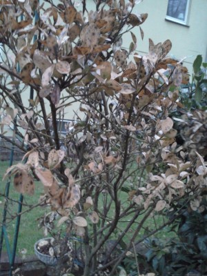 Euonymus 1.jpg