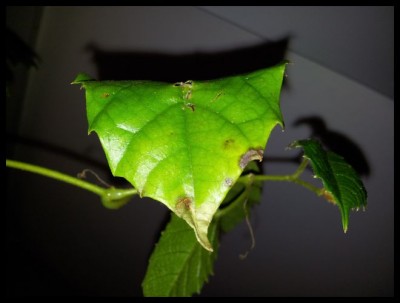 Cissus (3).jpg