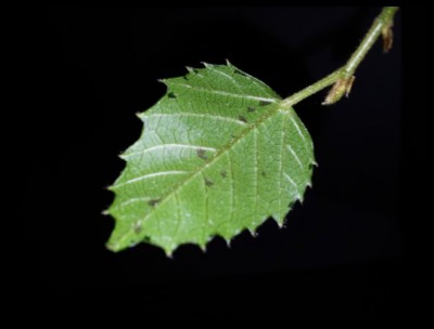 Cissus (2).jpg