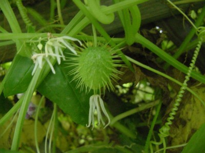 Decumis Kügelchen 0807.jpg