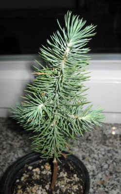 Pinie_0423.jpg