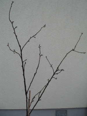 IMG_3348_1.jpg