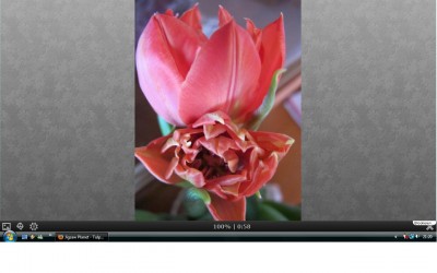 Tulpen.jpg