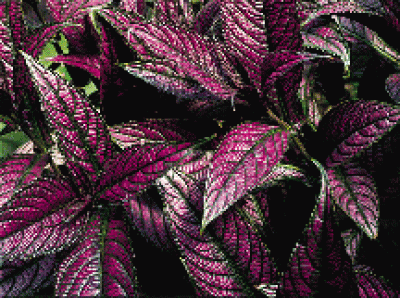 STROBILANTHES%20504.gif