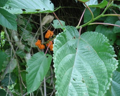 168. Pflanze, DSC02120.JPG