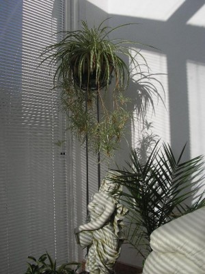 Grünl wintergarten.jpg