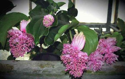 medinilla_mag.jpg