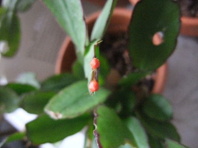 DSCF1803.JPG