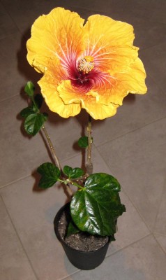 Oliver_0463.jpg