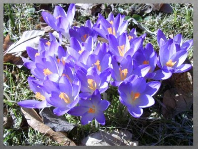 Krokusse.jpg