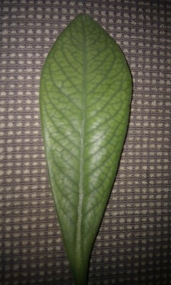 IMAG0356.jpg