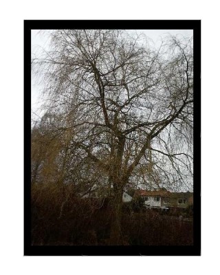 Baum_photograph.JPG