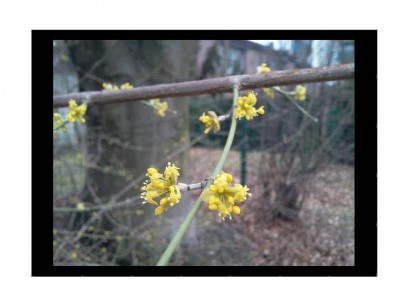Blüte_photograph.JPG