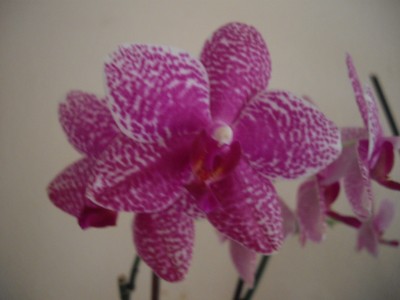 IMGP2711.JPG