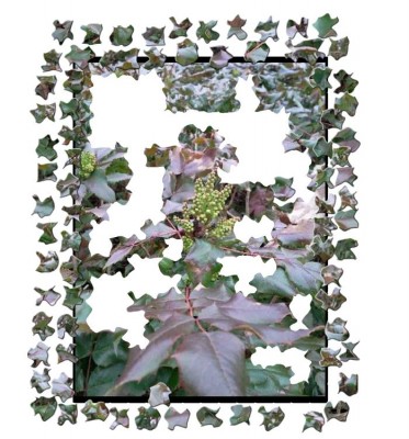 Puzzle_Mahonie.JPG