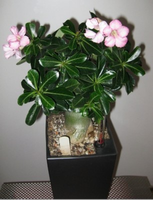 Wüsati Beauty Cloud 2 vom 13.02.2012 Bild 2.jpg