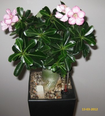 Wüsti Beauty Cloud 2 vom 13-03.2012.jpg