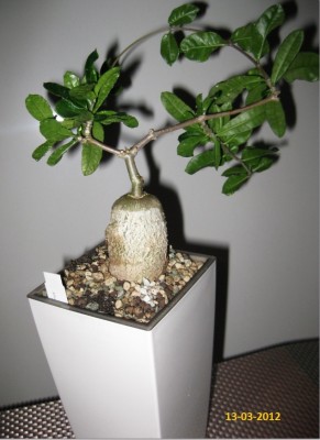 Fockea edulis vom 13.03.2012 (4).jpg