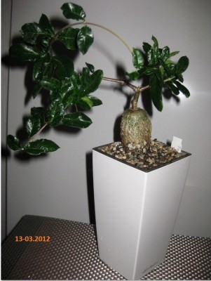 Fockea edulis vom 13-03.2011 (1).jpg