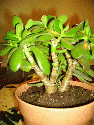 Crassula_komplett.gif
