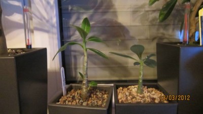 schlanke Wüstis.jpg