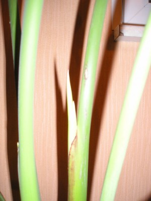 Strelitzia Jan_2012 002_b.jpg