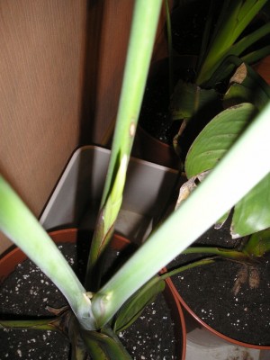 Strelitzia Jan_2012 003_b.jpg