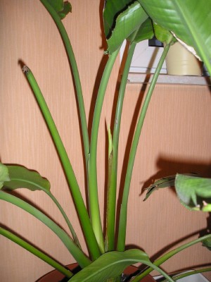 Strelitzia Jan_2012 001_b.jpg