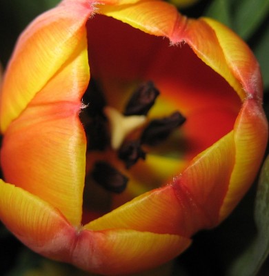 Bild green24 3 593.jpg