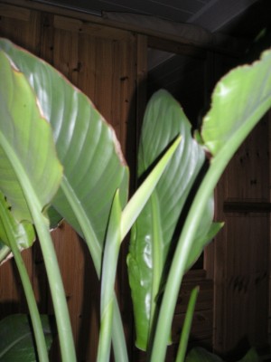 Strelitzia 13_03_2012 004_b.jpg