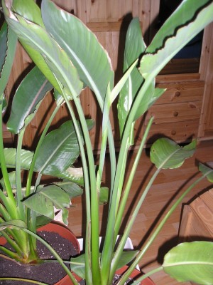 Strelitzia 13_03_2012 003_b.jpg