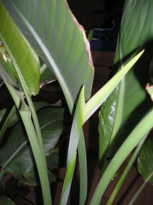 Strelitzia 13_03_2012 002_b.jpg