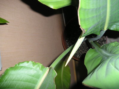Strelitzia 13_03_2012 001.jpg