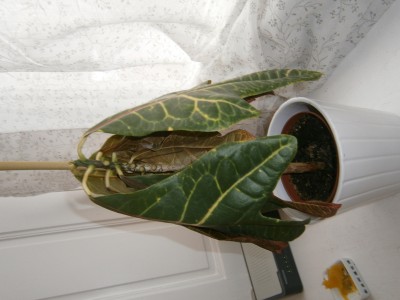 Pic1.jpg