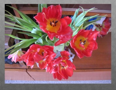 wiederTulpen.JPG