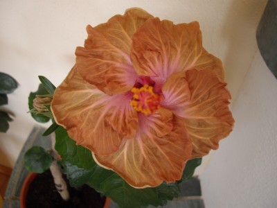 IMGP2724.JPG