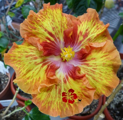 Helen Sanders Winterblüte verk +.jpg